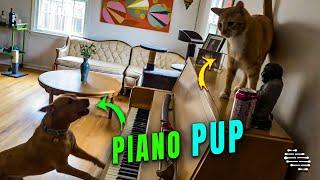 Dog Plays the Piano to Greet Owner