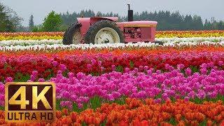 Ultra HD Flowers Scenery - Wooden Shoe Tulip Festival in Oregon, part 1 - Trailer