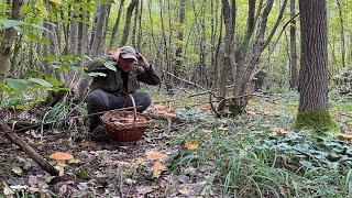 Мухомори взяли ліс в облогу!! Куди не стань всюди Гриби ‍🟫 Скільки тут червоняків та польських 