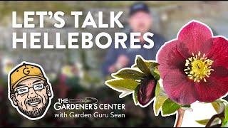 Let's Talk Hellebores 🪴 Garden Guru Sean at The Gardener's Center