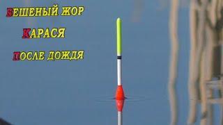 РЫБАЛКА НА ПОПЛАВОК!30 КГ КАРАСЕЙ НА УДОЧКУ!ПОКЛЕВКИ КРУПНЫМ ПЛАНОМ! РЫБАЛКА в июне 2024