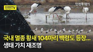 [인천TV] 국내 멸종 황새 104마리 백령도 등장… 생태 가치 재조명