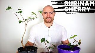 Brazilian Cherry Pre-Bonsai Update | Growing Bonsai from Cuttings