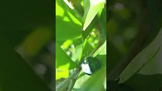 Two Cyrtonota leaf beetles  Brazil