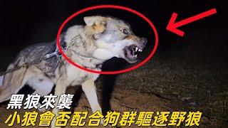 馴化野狼做牧羊犬：小狼因嫉妒而挑釁犬王，黑狼來襲，牧羊小狼是否會配合狗群，驅逐野狼 #坎高犬#狼#牧羊狼