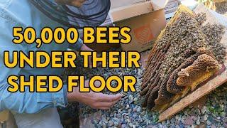 TWO MASSIVE Beehives with 50,000 Bees!!