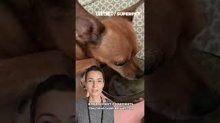 КАКУЮ ВОДУ МОЖНО ДАВАТЬ КОШКАМ И СОБАКАМ?