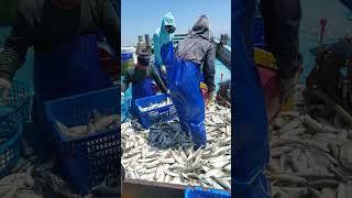 sisik ikan layang bisa masuk kemata