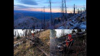 First Colorado Elk/mule deer hunt   ( EVER )!