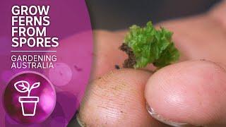 The dark art of propagating ferns from spores | Wow to | Gardening Australia