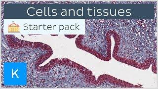 Cells and tissues: types and characteristics - Human histology | Kenhub