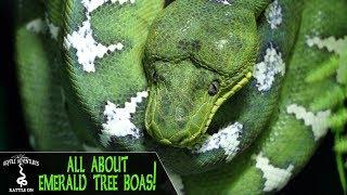 EMERALD TREE BOAS! (Everything you've always wanted to know)