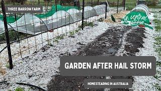 Hail Storm Damage: Victoria, Australia - Homesteading / Vegetable Garden