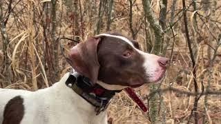 Woodcock, and Birddogs!