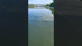 Ведро рыбы за час, клев идёт #рыбалка #fishing #улов #уклейка #поклевка