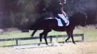 Kingcroft Romeo aka bill