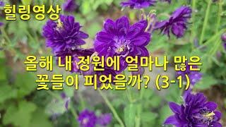 힐링 영상 : 올해 내 정원에 얼마나 많은 꽃들이 피었을까. Healing video: How many flowers bloomed in my garden this year?