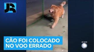 Justiça de São Paulo arquiva inquérito que investigava a morte do cão Joca