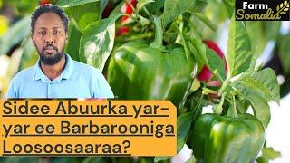 Sida Abuurka yar-yar ee Barbarooniga Loosoosaaro?