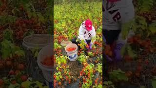 Harvest lantern fruit#farming#agriculture#naturerurallife #rurallife#vegetables#ruralharvest#garden