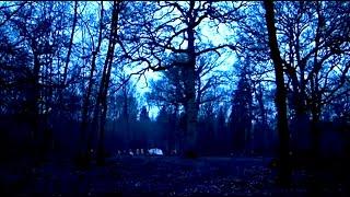 OneOak, oak tree felling time lapse, Blenheim Palace estate, Oxfordshire, one day in 4 minutes, 2010