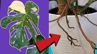 Top Hacks for Monstera Aerial Roots