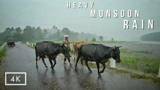 Walking in Heavy Rain in paddy fields | Relaxing Kerala Monsoon rain sounds for sleep and meditation