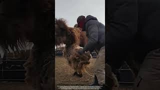 Mongolian Herders' Secret : Why We Cut Camels' Hair in Spring ? (2,000-Year-Old Wisdom)