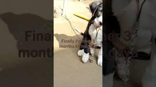 Panther 3 months ka ho gaya#panther #doglover #pakistanibully #dogvlogs