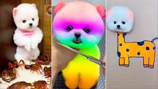 Cute Pomeranian Puppies Doing Funny Things #21Cute and Funny Dogs 2024