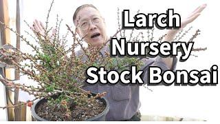 Turning a Larch nursery stock into a beautiful bonsai.