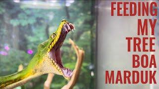 Feeding My Emerald Tree Boa!! | WARNING!!