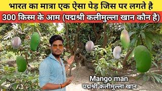 Malihabad mango nursery | mango nursery malihabad | Malihabad mango || Anuj Krops