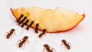 Ants Eat Apple Time-lapse