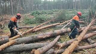 Валка леса /// 160 куб за 2 дня /// 