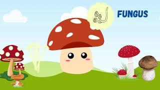 MUSHROOM Rhyme