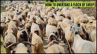 Sheep video: Flock of sheep going to grazing