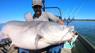 Monster bait for MONSTER BLUE CATFISH!!