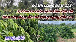 Vườn cafe 2,2ha xen tiêu đất đỏ bằng phẳng, nhà xây to ôm bê tông , bán gấp, giá rê nhất vùng