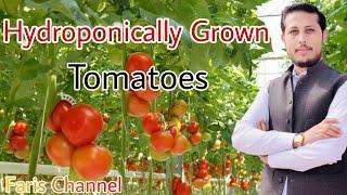 Hydroponics - Tomatoes Grown Hydroponically In Pakistan By Qaisar Ali Khan - Faris Channel