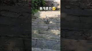 #똥개훈련 #국민체조 #똥개훈련시키기 #절세미견