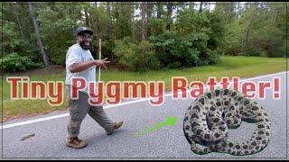 Pygmy Rattlers, Shooting Guns and a little Fishing!