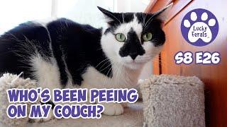 Who's Been Peeing On My Couch? - Lucky Ferals S8 E26 - Cat Vlog - Living With 11 Cats
