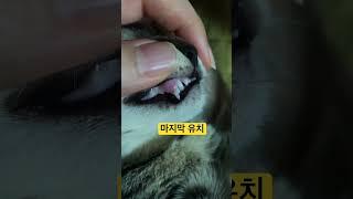 오른쪽 송곳니 유치와 영구치