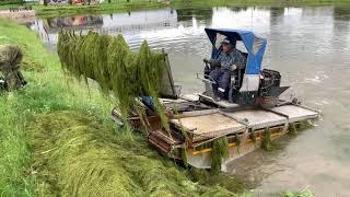 Чистка пруда, покос травы и водорослей