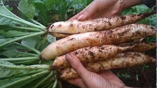 Cách Trồng Củ Cải Trắng Hữu Cơ Từ Gieo Hạt Đến Thu Hoạch | Grow Organic White Radishes