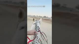 be a rider #pakistan #automobile #punjabimusic  #horse #horseriding