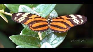 Mariposa Isabela (Eueides isabella) Isabella's (Tiger) Longwing Butterfly