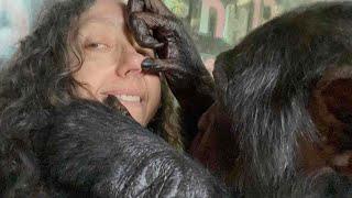 Chimpanzee Grooms Human on a Beautiful Autumn Day