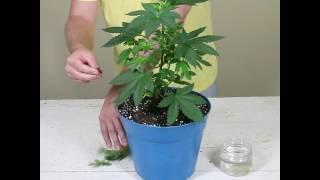 MARIJUANA PLANT PRUNING TECHNIQUE #1 - LOLLIPOPPING